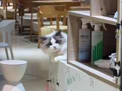 -藏猫猫咖啡主题馆(中央大道店)
