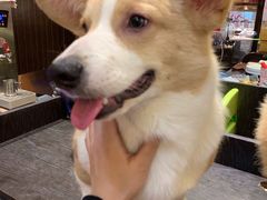 -more than meow吴止猫主题餐厅(承德 中船汇店)