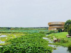 -荷塘月色湿地公园·向阳花洲