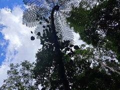 -热带雨林自然公园