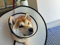 -凯瑞希宠物医院·狂犬免疫·微创·皮肤科