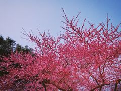 -杭州植物园