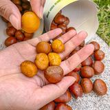🍂秋天的第一份浪漫💕是糖炒栗子🌰给的！！