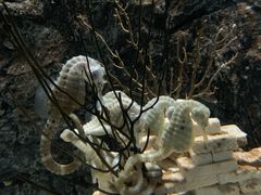 -太平洋海底世界