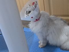 -天使宠物医院·犬猫分诊(彩虹店)