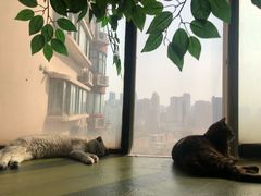 -猫猫幼稚园·撸猫·桌游·电玩