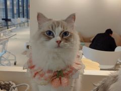 -怪兽屋·羊驼·猫咖·狗咖(俊华广场店)