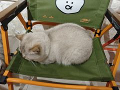 -平行世界·猫咖(首经贸店)