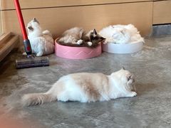 -瞄一喵猫咖(格力海岸店)