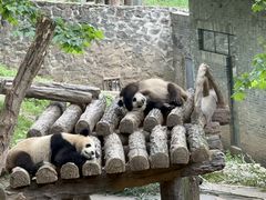 -都江堰中华大熊猫苑