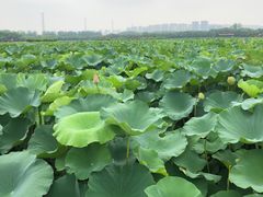 -荷塘月色湿地公园·向阳花洲