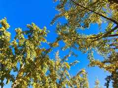 -大兴滨河森林公园