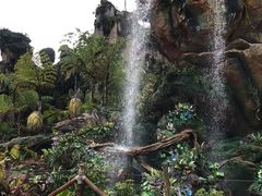 -奥兰多迪士尼动物王国乐园