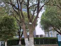 -桐乡植物园