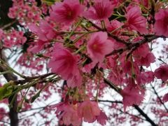 -大宁郁金香公园-停车场