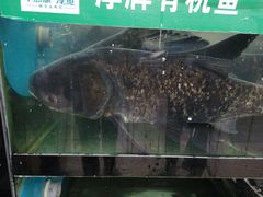 -好灶头妈妈菜·柴火灶台鱼·千岛湖土菜地标美食