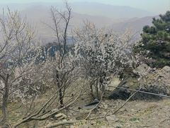 -北京鹫峰国家森林公园