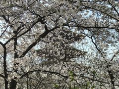 -桃花堤公园