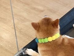 -南京Hallo宠物乐园·哈罗犬舍·柴犬繁育基地