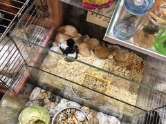 -双季花艺园艺市场(浦东店)