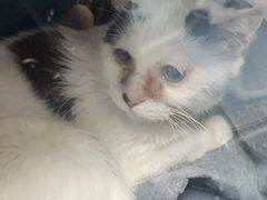 -纳吉亚猫专科动物诊疗中心(蒋宅口分院)