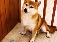 -豆柴町-柴犬主题狗咖(红鼎国际C座店)