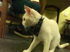 -猫色咖啡·猫咖