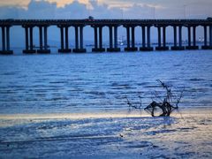 -宝安西湾红树林湿地公园