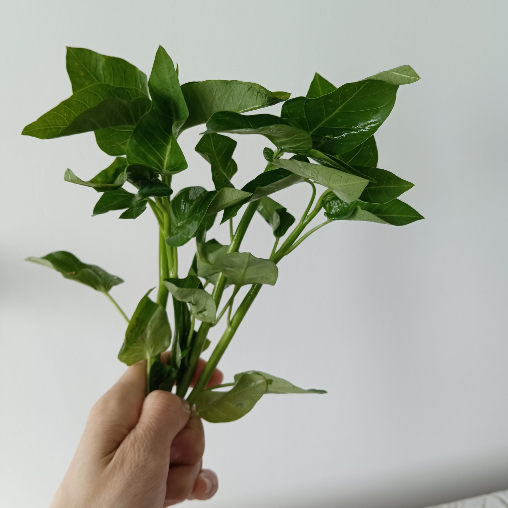 藤藤菜种植技术图片