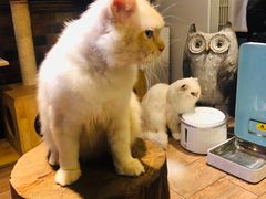 -more than meow吴止猫主题餐厅(承德 中船汇店)