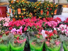 -曲阳花鸟市场(曲阳路店)