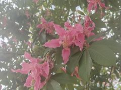 -佛山京华广场MALL