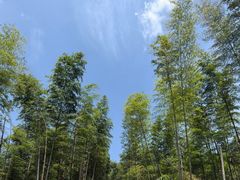 -大围山国家森林公园