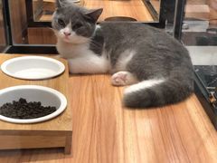 -袖虎·猫馆(体育西路店)
