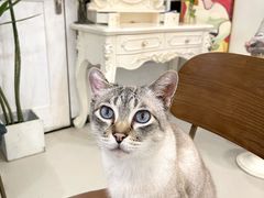 -共舞时光猫咖·狗咖(新街口店)