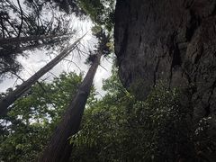 -天目山大树王景区