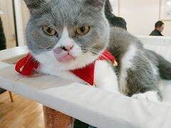 -滚猫咖啡·猫咖·猫友好撸猫(未来城店)