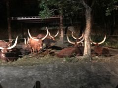 -清迈夜间动物园