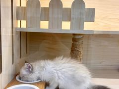 -柚子猫舍·精品猫舍购猫·猫咪认养·购宠·宠物店
