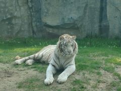 -北京野生动物园