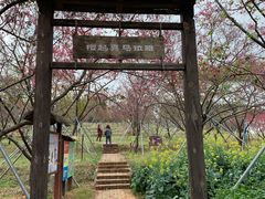 -天适樱花悠乐园