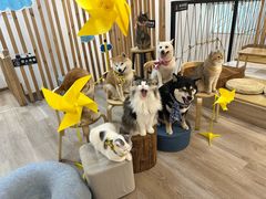 -柴迷FANS CLUB·柴犬狗咖·猫咖