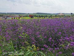 -北纬44度·金珠花海休闲农业旅游景区