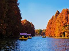 -上海海湾国家森林公园