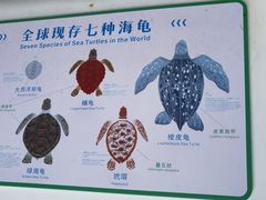 -广东惠东海龟国家级自然保护区