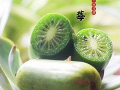 奇异莓-鲜力达果品批发直销(青山店)