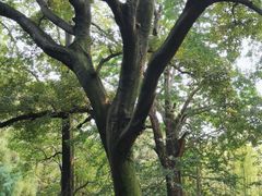 -青岛崂山太清宫