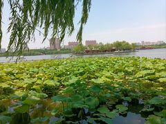 -济南大明湖景区