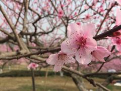 -秀丽东方