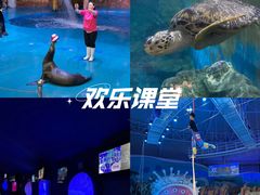 -烟台海昌鲸鲨海洋公园